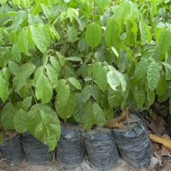 Pépinière d'Acajou