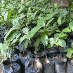 Pépinière d'Aniégré