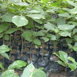 Pépinière de Bété