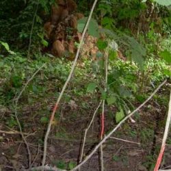 Vue d'une pépinière 5