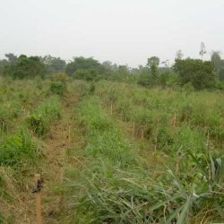 Vue d'une pépinière 6