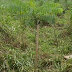 Vue d'une pépinière 8