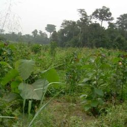 Vue d'une pépinière 9