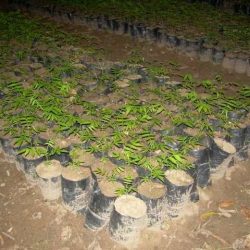 Vue d'une pépinière 10