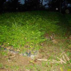 Vue d'une pépinière 11