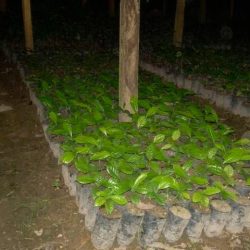 Vue d'une pépinière 12