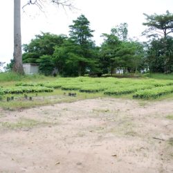 Vue d'une pépinière 3