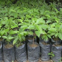 Pépinière de Kotibé