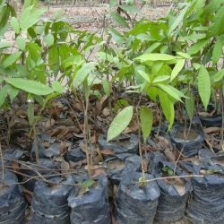 Pépinière de Limbali