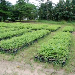 Vue d'une Pépinière 1