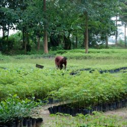 Pépinière d'une Pépinière 2