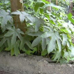 Pépinière de Samba